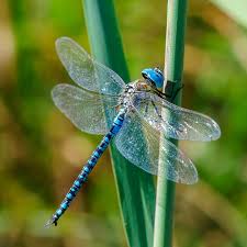 My poem ”dragonflies draw flame “” published in The Lake